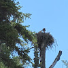 Osprey and young