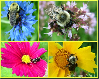 bee sleep collage