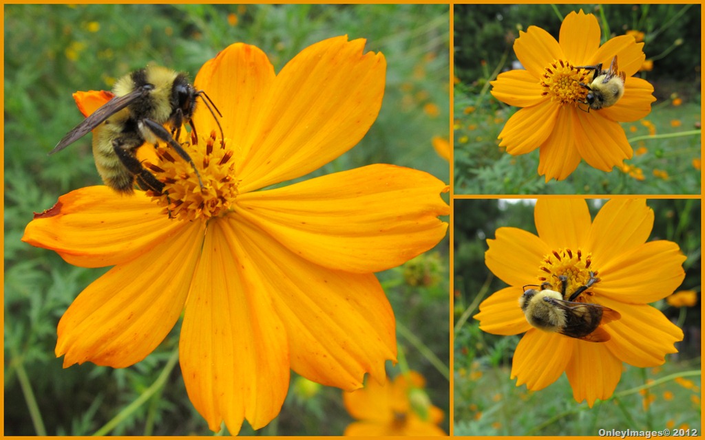 [0924%2520bees%2520on%2520coreopsis%255B9%255D.jpg]