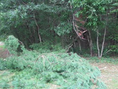 2011 Hurricane Irene downed pine branch
