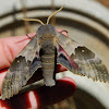 Modest Sphinx Moth