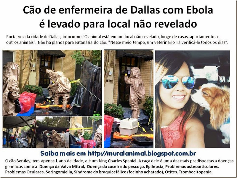 Cão de enfermeira de Dallas com Ebola1