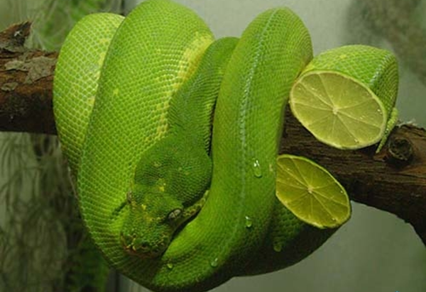 snake serpent