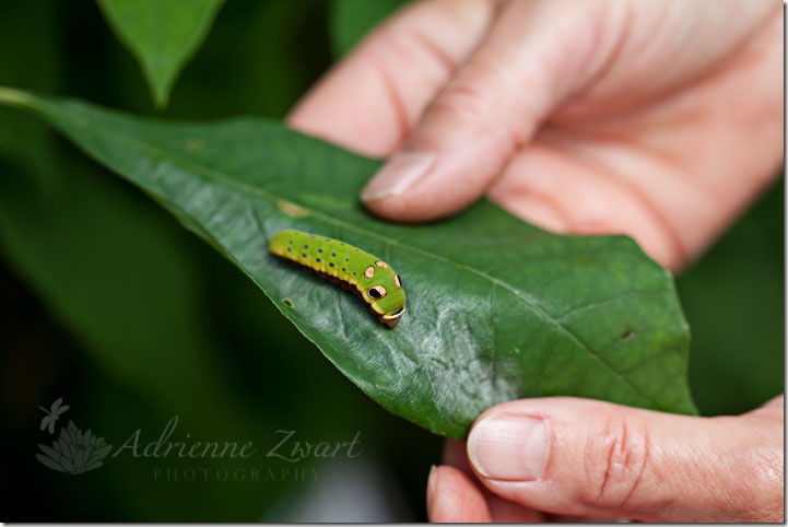 Spicebush Swallotail Caterpillar