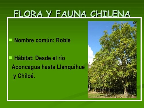flora y fauna chilena (19)