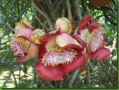 Couropita guianensis (3)