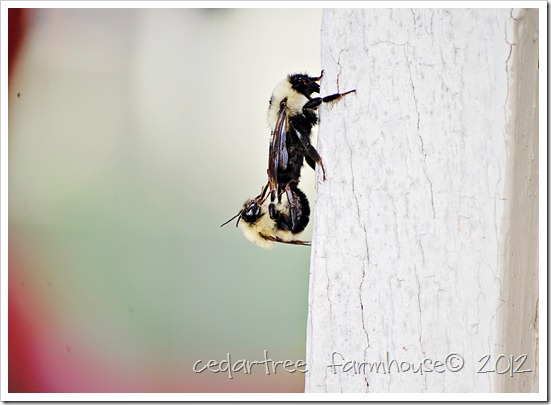 mating bees