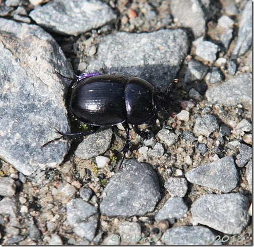 13-dor-beetle