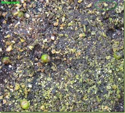Ariocarpus furfuraceus Matehuala - SLP-2011-02-27_00002IMG_1234