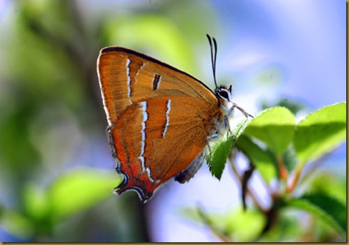 mariposa topacio