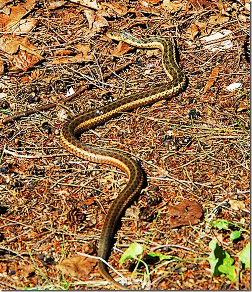 Wilmington Notch Snake