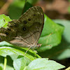 Appalachian Brown butterfly