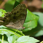 Appalachian Brown butterfly