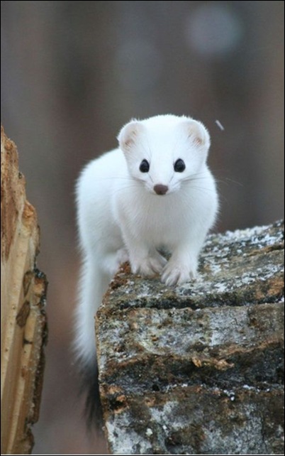 The white mongoose