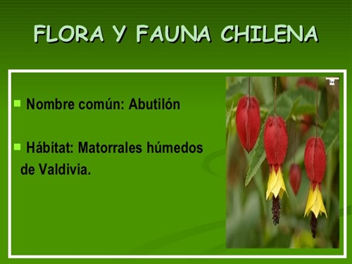 flora y fauna chilena (14)