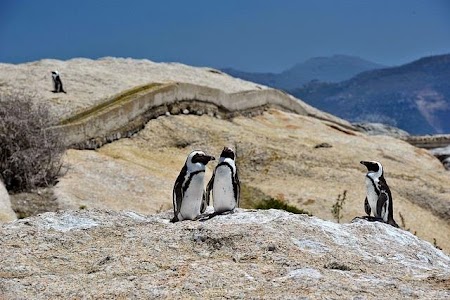 Pinguini langa Cape Town.jpg