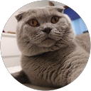 Luis Primo profile picture