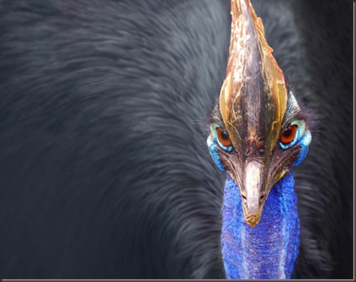 Amazing Animal Pictures The cassowary (4)