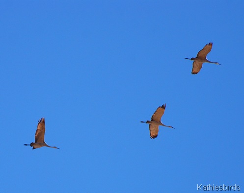 14. cranes-kab