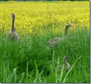 grey lags with goslings
