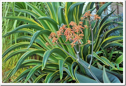 130331_Agave-desmettiana-variegata- -Aloe-striata-flowers-stalk_07