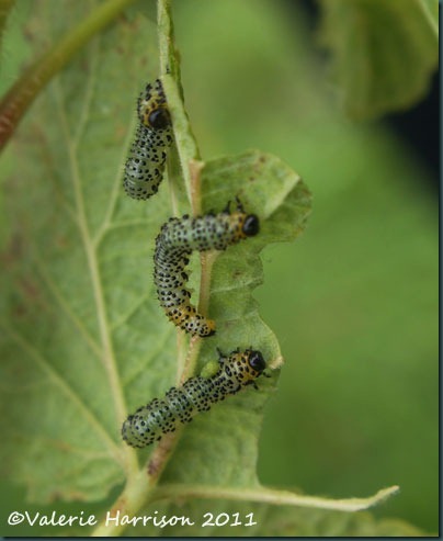 gooseberry-sawfly-larva