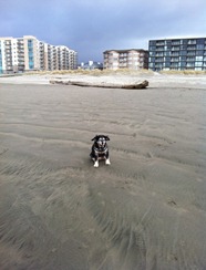exploring the beach at Seaside on a very cold windy day.  Notice Abby's ears
