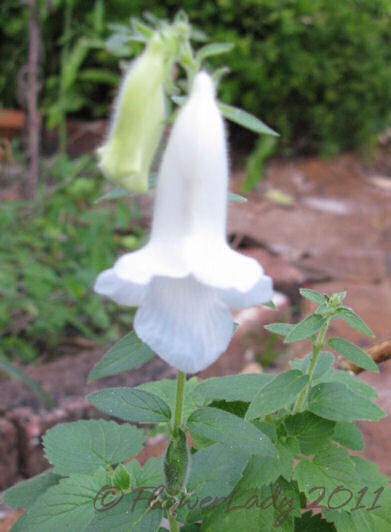 [11-13-so-af-foxglove%255B4%255D.jpg]