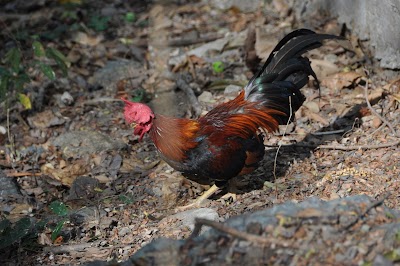 DSC_0904.JPG