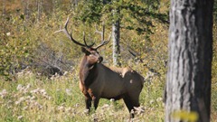 Lovestruck Elk