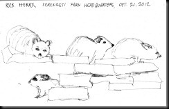 October 21, 2012 Rock Hyrax sketch