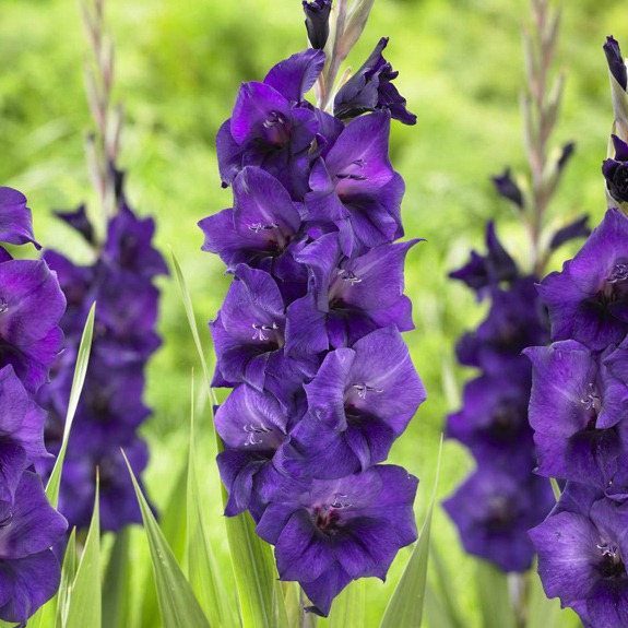 [Gladiolo-Purple-Mate3.jpg]