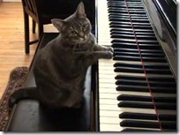 gato pianista blogdeimagenes (38)