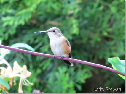 Young Rufous