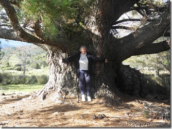 Jenny with Large Pine @ Seddonvale Memorial Gates