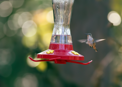 Kleb Woods Hummingbird 2