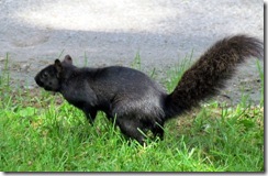 Black squirrel at Niagara