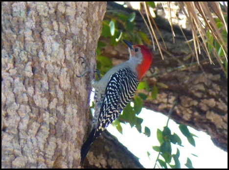 08h - Eco Pond - Red-Bellied Woodpecker