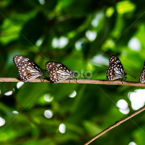 by Avik Mondal - Animals Insects & Spiders