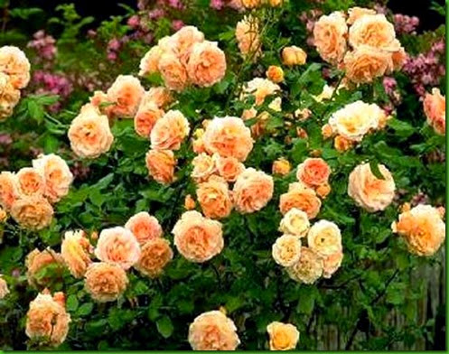 Rosa Apricot Nectar