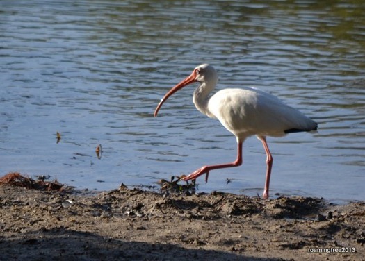 White Ibis looking for food