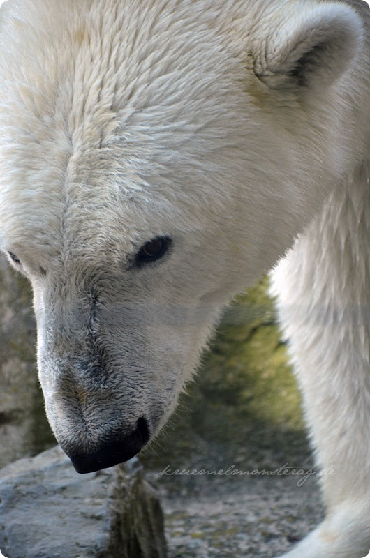 Wremen 20zwölf Tag 6 Zoo am Meer - Eisbär