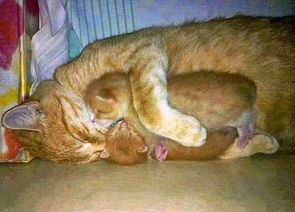 Mother cat cuddles her two kittens