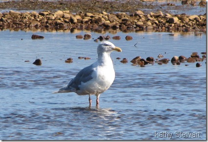 Glaucous Wing Gull