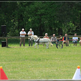 Hindernisfahren Kleinpferde