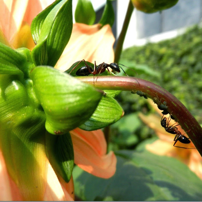 Ants behind flower