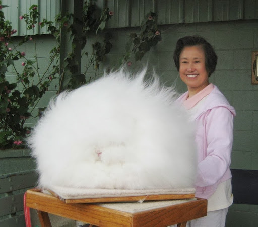 big fluffy bunny