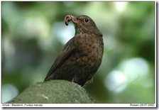 female blackbird Gerd Rossen