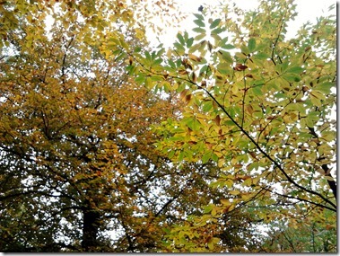 栗の木（手前）とブナの紅葉
