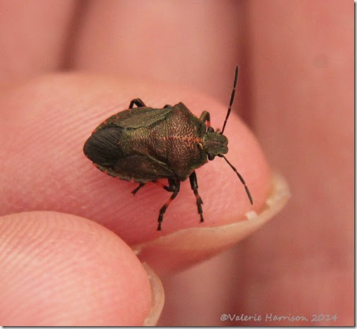 23-shieldbug-instar